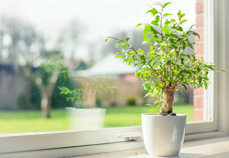 Use shower water to water plants